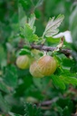 Ribes (4) uva-crispa 'Mucurines'- la Pépinière d'Agnens