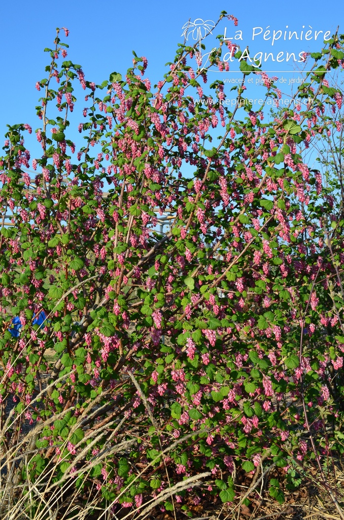 Ribes sanguineum 'King Edward IIV'- la Pépinière d'Agnens