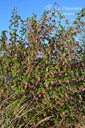 Ribes sanguineum 'King Edward IIV'- la Pépinière d'Agnens