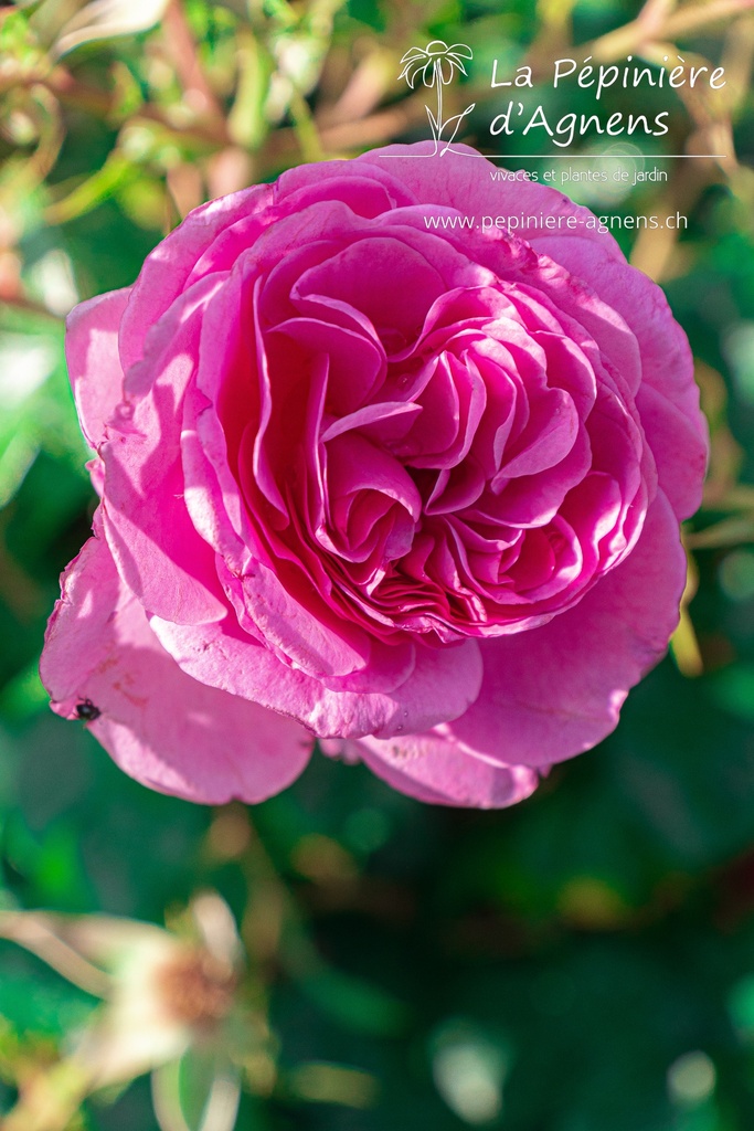 Rosa grimpant 'Ozeana'- la Pépinière d'Agnens