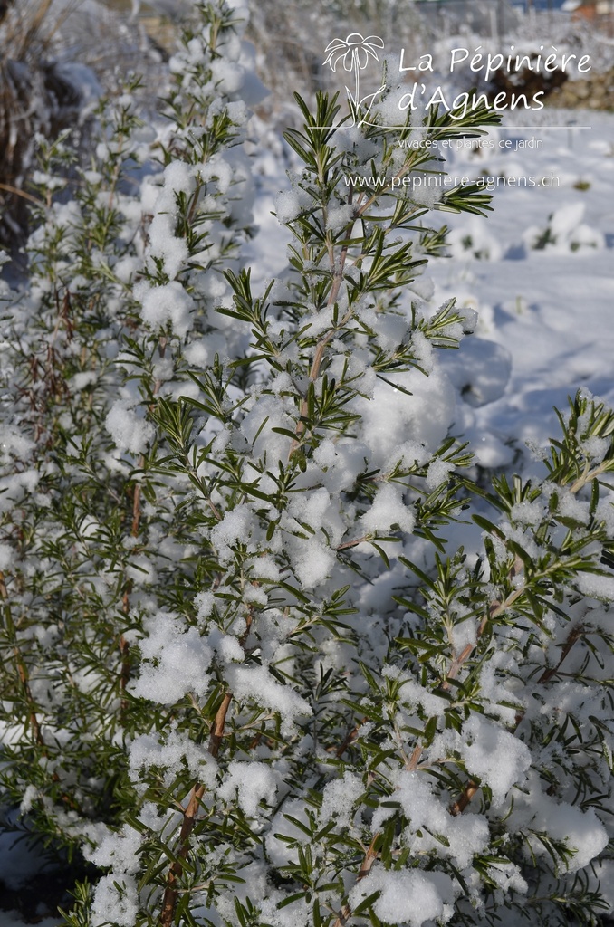 Rosmarinus officinalis- la Pépinière d'Agnens