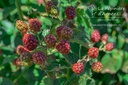 Rubus (1) fruticosus 'Chester Thornless'- la Pépinière d'Agnens