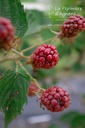 Rubus (1) fruticosus 'Loch Ness'- la Pépinière d'Agnens