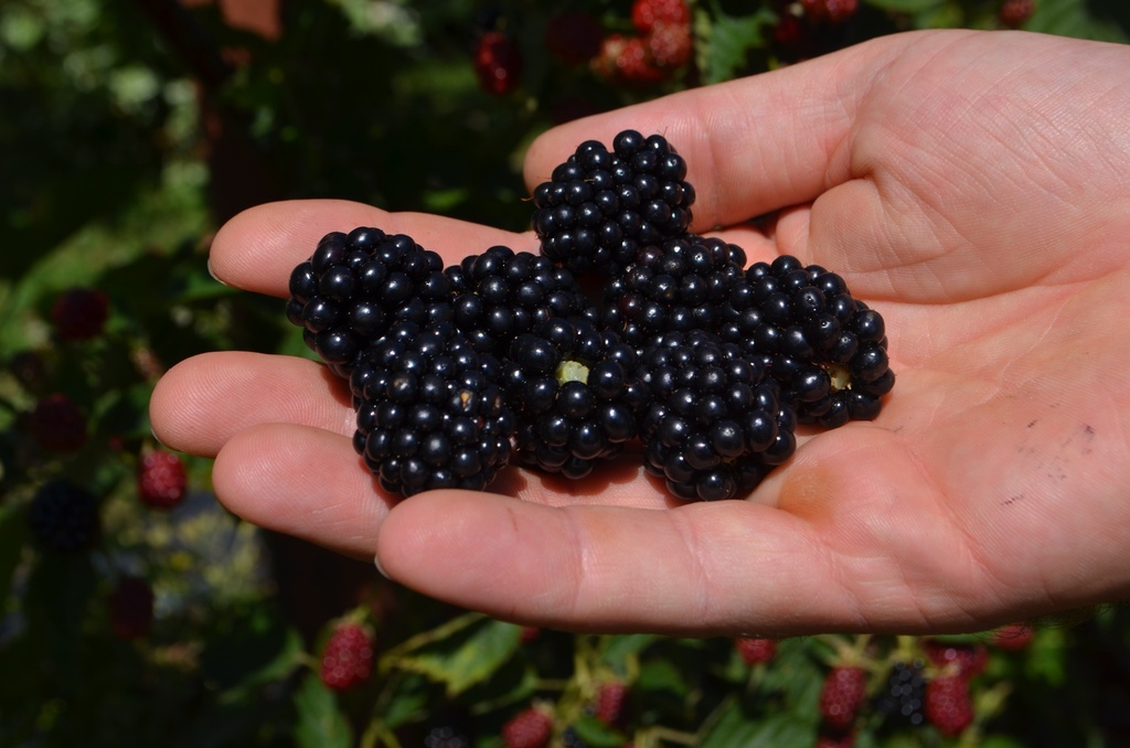 Rubus (1) fruticosus 'Loch Ness'- la Pépinière d'Agnens
