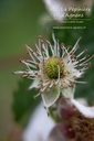 Rubus (1) fruticosus 'Loch Ness'- la Pépinière d'Agnens