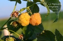 Rubus (3) idaeus 'Herbstgold'- la Pépinière d'Agnens