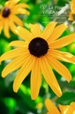 Rudbeckia fulgida var. sullivantii 'Goldsturm'- la Pépinière d'Agnens