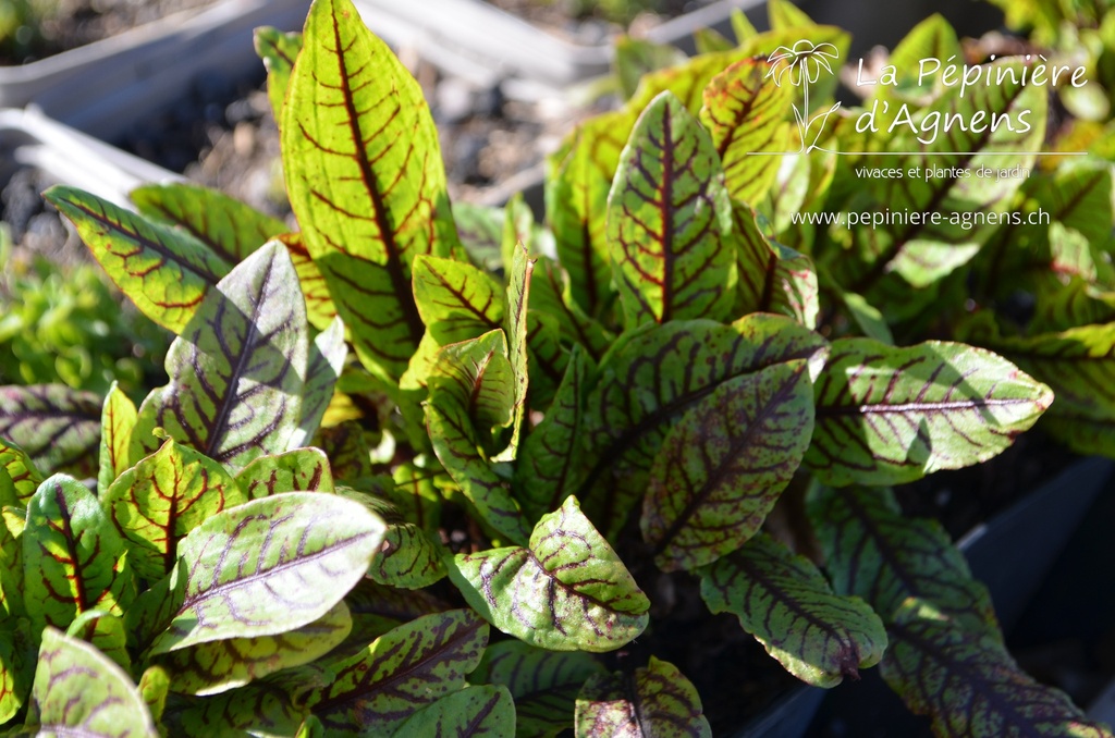 Rumex sanguineus var sanguineus- la Pépinière d'Agnens