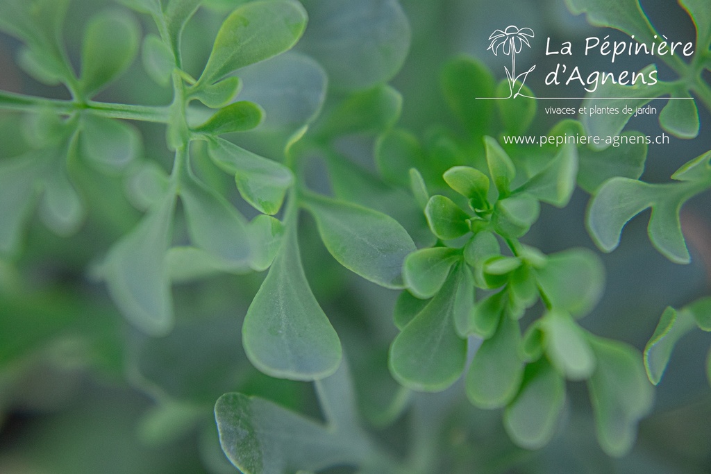 Ruta graveolens- la Pépinière d'Agnens