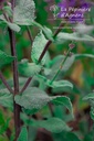 Salvia nemorosa 'Blauhügel' - la Pépinière d'Agnens