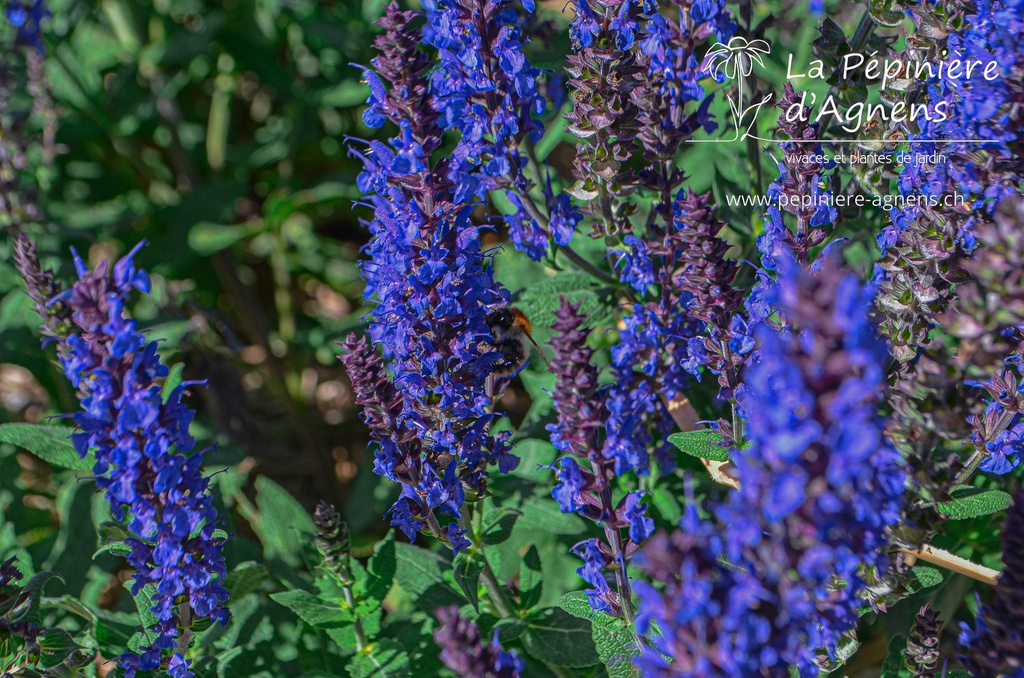 Salvia nemorosa 'Blauhügel' - la Pépinière d'Agnens