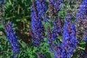 Salvia nemorosa 'Blauhügel' - la Pépinière d'Agnens