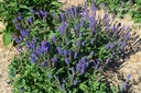 Salvia nemorosa 'Blauhügel' - la Pépinière d'Agnens
