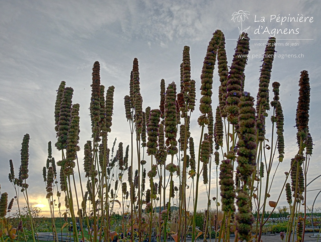 Agastache rugosa - La Pépinière D'agnens