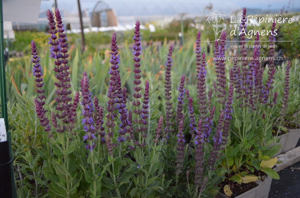 Salvia nemorosa 'Ostfriesland'- la Pépinière d'Agnens