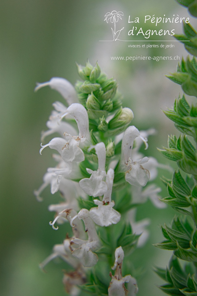 Salvia nemorosa 'Schneehügel'- la Pépinière d'Agnens