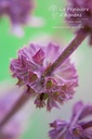 Salvia verticillata 'Hanney's Blue'- la Pépinière d'Agnens