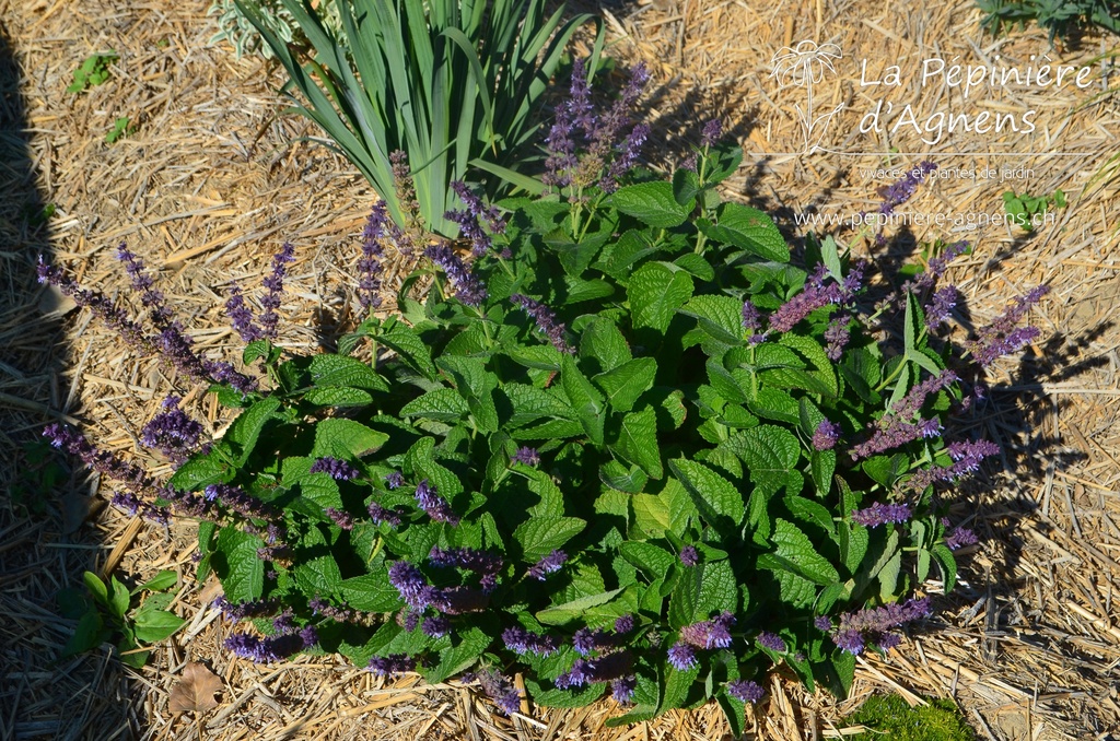 Salvia verticillata 'Hanney's Blue'- la Pépinière d'Agnens