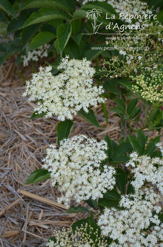 Sambucus nigra 'Haschberg'- la Pépinière d'Agnens