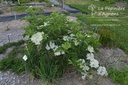 Sambucus nigra 'Haschberg'- la Pépinière d'Agnens