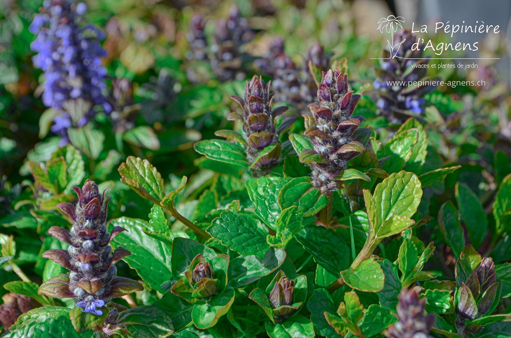 Ajuga reptans - La Pépinière D'agnens