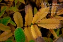 Sanguisorba hybride 'Lilac Squirrel'- la Pépinière d'Agnens