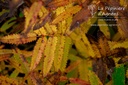 Sanguisorba tenuifolia 'Alba'- la Pépinière d'Agnens