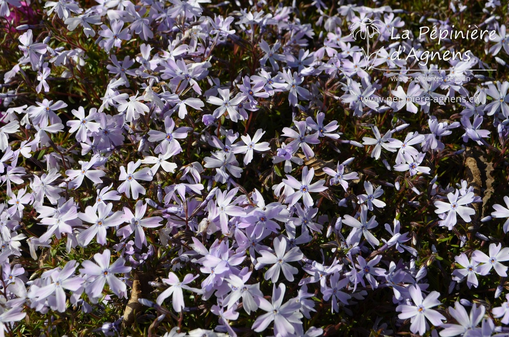 Phlox subulata 'Emerald Cushion Blue' - la Pépinière d'Agnens