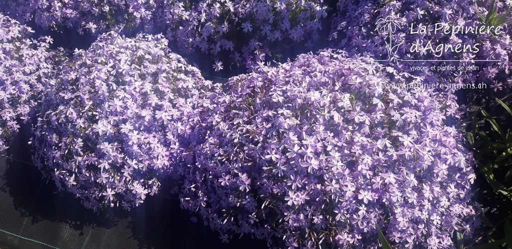 Phlox subulata 'Emerald Cushion Blue' - la Pépinière d'Agnens