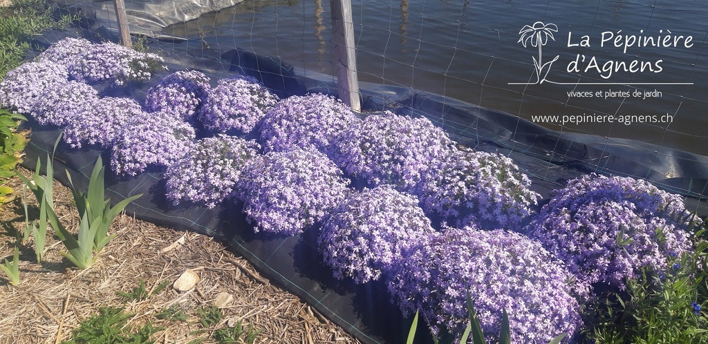 Phlox subulata 'Emerald Cushion Blue' - la Pépinière d'Agnens