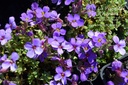 Aubrieta hybride 'Hamburger Stadtpark' - la Pépinière d'Agnens