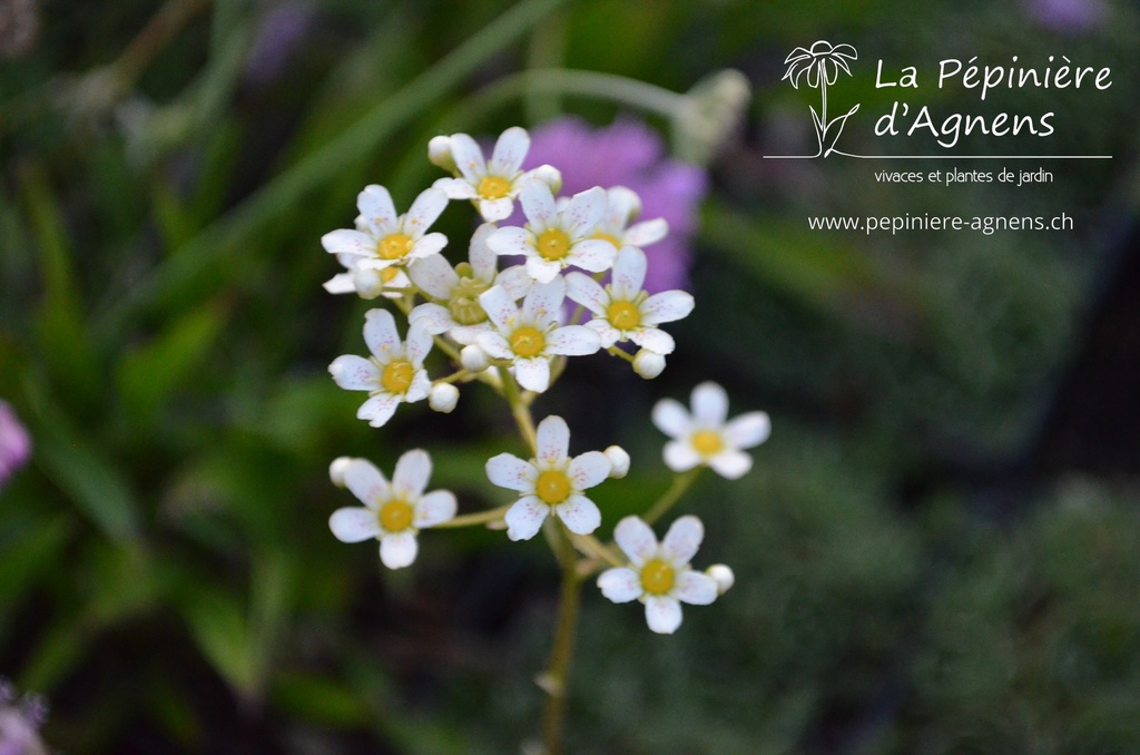 Saxifraga paniculata- la Pépinière d'Agnens