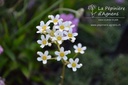 Saxifraga paniculata- la Pépinière d'Agnens