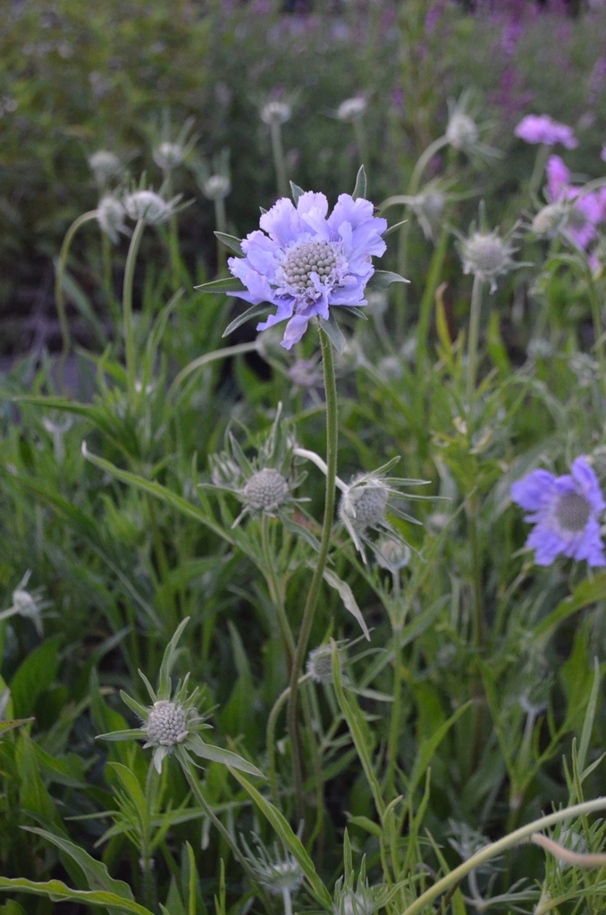 Scabiosa caucasica 'Perfecta'- la Pépinière d'Agnens