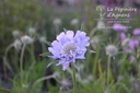 Scabiosa caucasica 'Perfecta'- la Pépinière d'Agnens