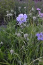 Scabiosa caucasica 'Perfecta'- la Pépinière d'Agnens