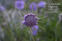 Scabiosa caucasica 'Perfecta'- la Pépinière d'Agnens