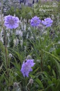 Scabiosa caucasica 'Perfecta'- la Pépinière d'Agnens