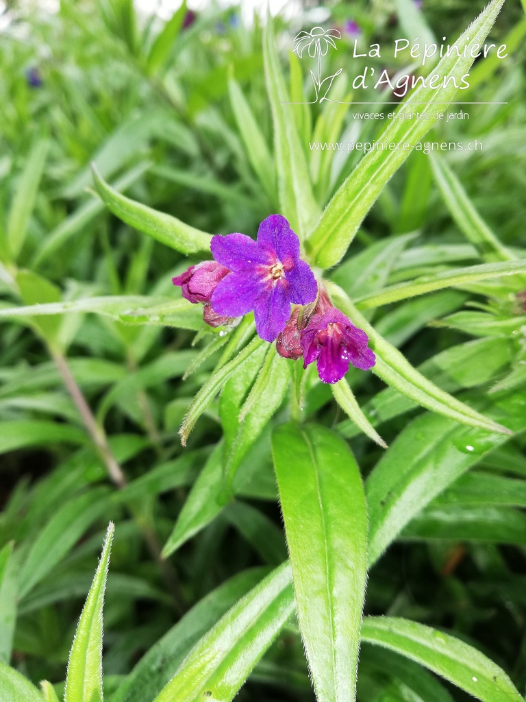 Buglossoides purpurocaerulea - la Pépinière d'Agnens