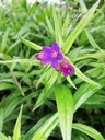 Buglossoides purpurocaerulea - la Pépinière d'Agnens