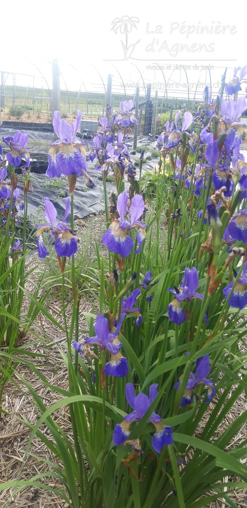 Iris sibirica 'Caesar's Brother' - la Pépinière d'Agnens