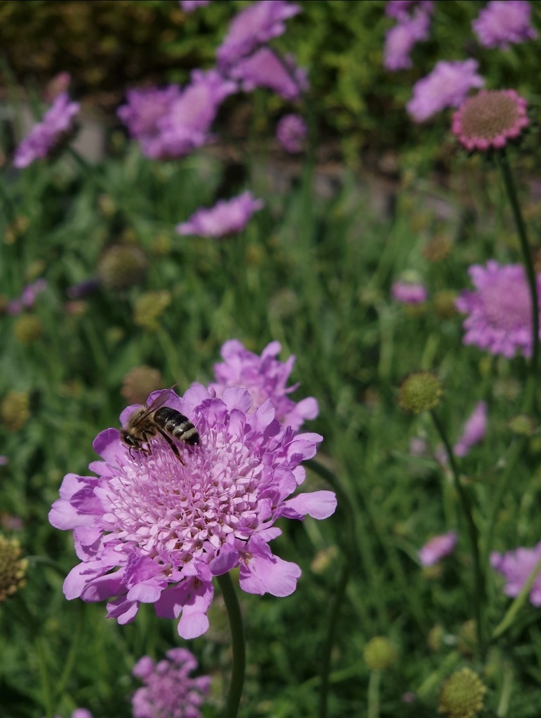 Scabiosa columbaria 'Pink Mist'- la Pépinière d'Agnens