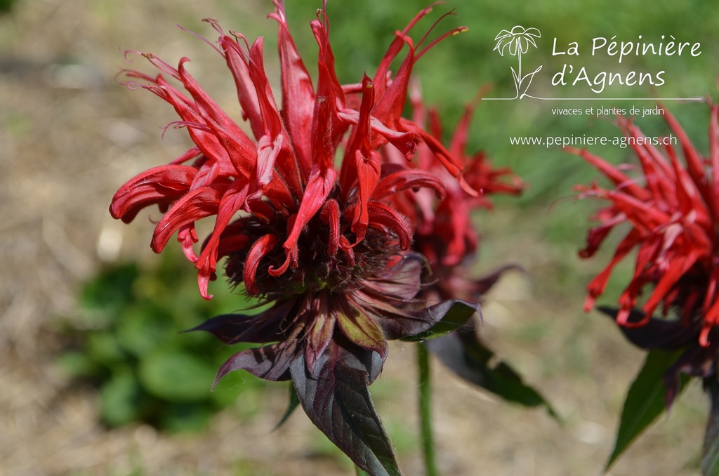 Monarda hybride 'Jacob Cline' - la Pépinière d'Agnens