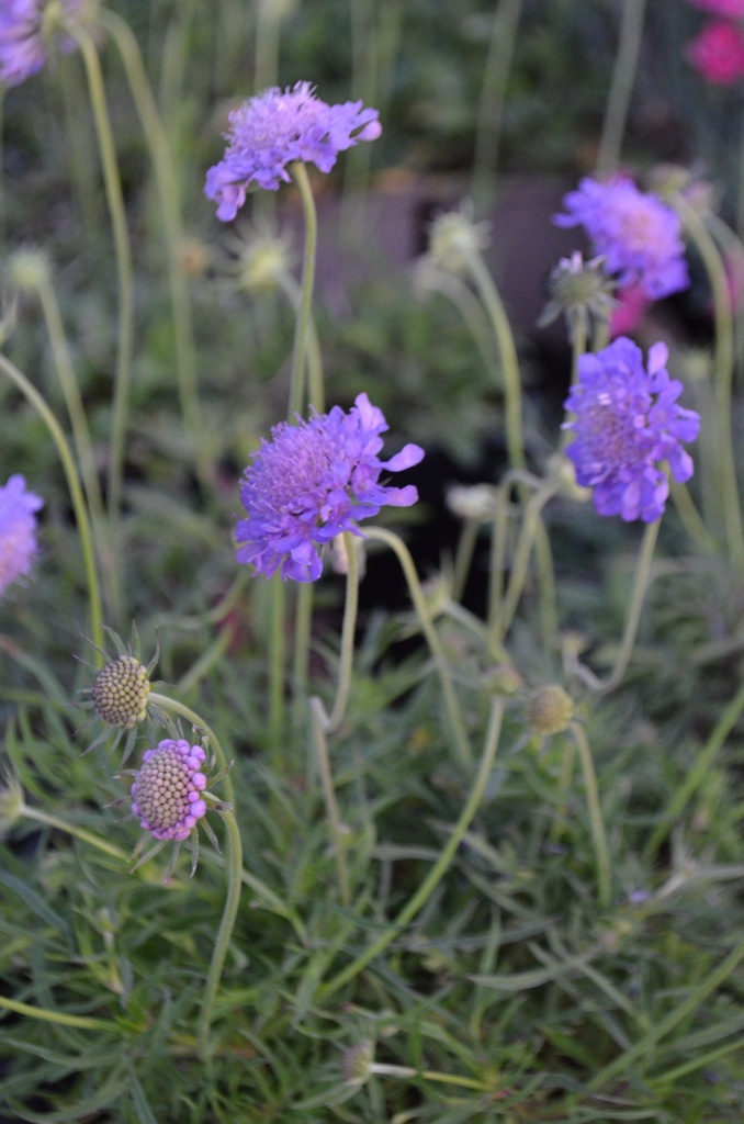 Scabiosa japonica var. alpina- la Pépinière d'Agnens