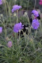 Scabiosa japonica var. alpina- la Pépinière d'Agnens