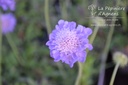 Scabiosa japonica var. alpina- la Pépinière d'Agnens
