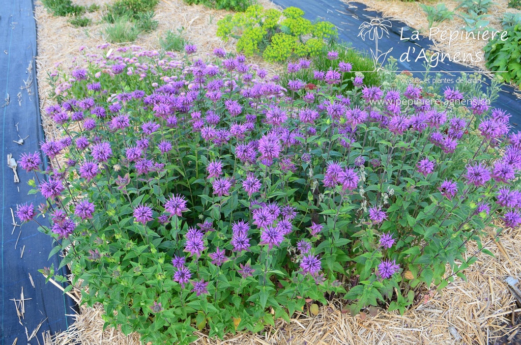 Monarda hybride 'Scorpion' - la Pépinière d'Agnens