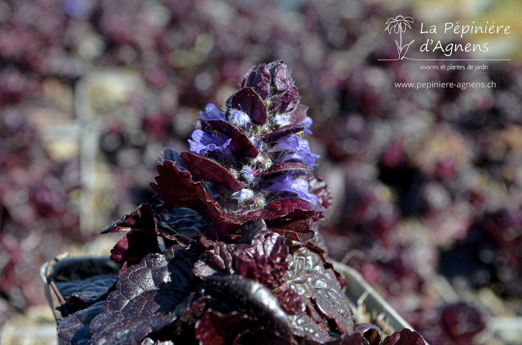 Ajuga reptans 'Black Scallop' - La Pépinière D'agnens