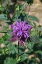 Monarda hybride 'Scorpion' - la Pépinière d'Agnens