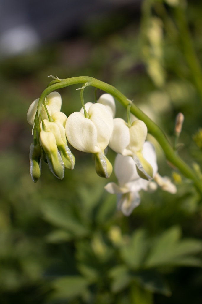 Lamprocapnos spectabilis 'Alba' - la Pépinière d'Agnens